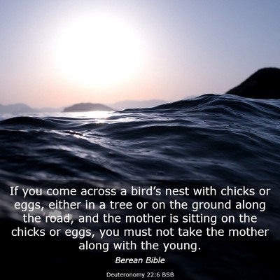 Picture 03 - Deuteronomy 22:6 BSB - If you come across a bird’s nest with chicks or - Bible Verse Picture