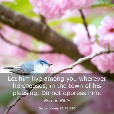 Picture 03 - Deuteronomy 23:16 BSB - Let him live among you wherever he chooses, in - Bible Verse Picture