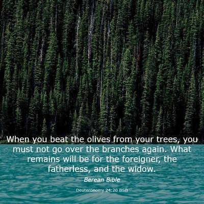 Picture 03 - Deuteronomy 24:20 BSB - When you beat the olives from your trees, you - Bible Verse Picture