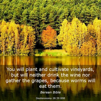 Picture 03 - Deuteronomy 28:39 BSB - You will plant and cultivate vineyards, but will - Bible Verse Picture