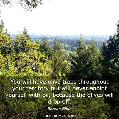 Picture 03 - Deuteronomy 28:40 BSB - You will have olive trees throughout your - Bible Verse Picture