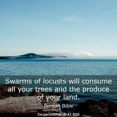 Picture 03 - Deuteronomy 28:42 BSB - Swarms of locusts will consume all your trees and - Bible Verse Picture