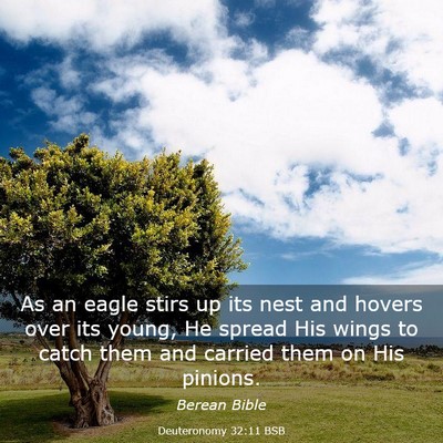 Picture 03 - Deuteronomy 32:11 BSB - As an eagle stirs up its nest and hovers over its - Bible Verse Picture