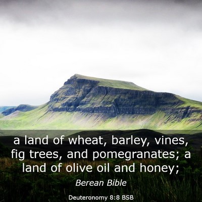 Picture 03 - Deuteronomy 8:8 BSB - a land of wheat, barley, vines, fig trees, and - Bible Verse Picture