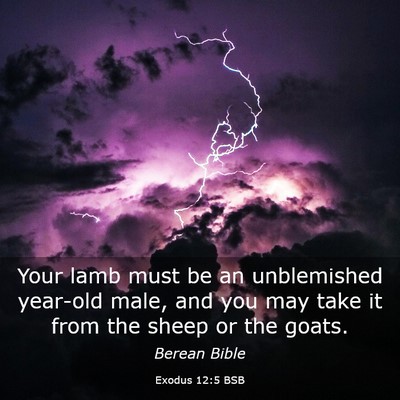Picture 03 - Exodus 12:5 BSB - Your lamb must be an unblemished year-old male, - Bible Verse Picture