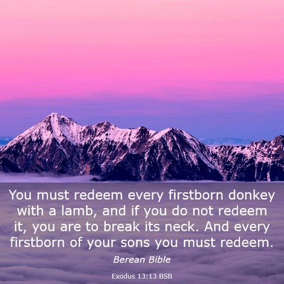 Picture 03 - Exodus 13:13 BSB - You must redeem every firstborn donkey with a - Bible Verse Picture