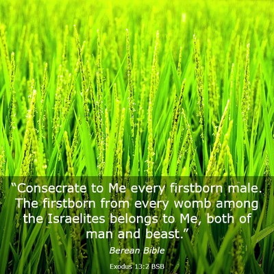 Picture 03 - Exodus 13:2 BSB - “Consecrate to Me every firstborn male. The - Bible Verse Picture
