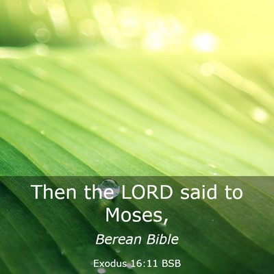 Picture 03 - Exodus 16:11 BSB - Then the LORD said to - Bible Verse Picture