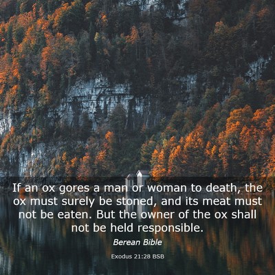 Picture 03 - Exodus 21:28 BSB - If an ox gores a man or woman to death, the ox - Bible Verse Picture