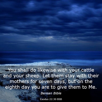 Picture 03 - Exodus 22:30 BSB - You shall do likewise with your cattle and your - Bible Verse Picture