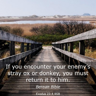 Picture 03 - Exodus 23:4 BSB - If you encounter your enemy’s stray ox or - Bible Verse Picture