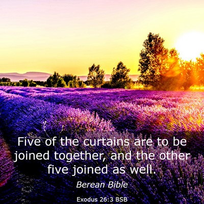 Picture 03 - Exodus 26:3 BSB - Five of the curtains are to be joined together, - Bible Verse Picture