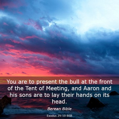 Picture 03 - Exodus 29:10 BSB - You are to present the bull at the front of the - Bible Verse Picture