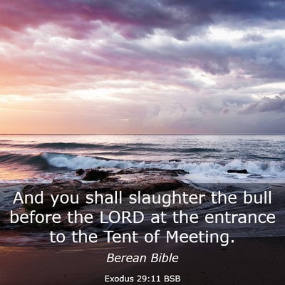 Picture 03 - Exodus 29:11 BSB - And you shall slaughter the bull before the LORD - Bible Verse Picture