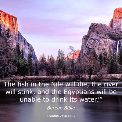 Picture 03 - Exodus 7:18 BSB - The fish in the Nile will die, the river will - Bible Verse Picture