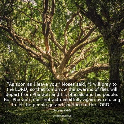 Picture 03 - Exodus 8:29 BSB - “As soon as I leave you,” Moses said, “I - Bible Verse Picture