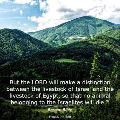 Picture 03 - Exodus 9:4 BSB - But the LORD will make a distinction between the - Bible Verse Picture