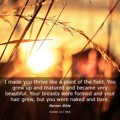 Picture 03 - Ezekiel 16:7 BSB - I made you thrive like a plant of the field. You - Bible Verse Picture
