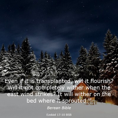 Picture 03 - Ezekiel 17:10 BSB - Even if it is transplanted, will it flourish? - Bible Verse Picture
