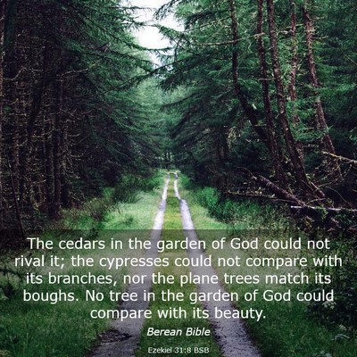 Picture 03 - Ezekiel 31:8 BSB - The cedars in the garden of God could not rival - Bible Verse Picture