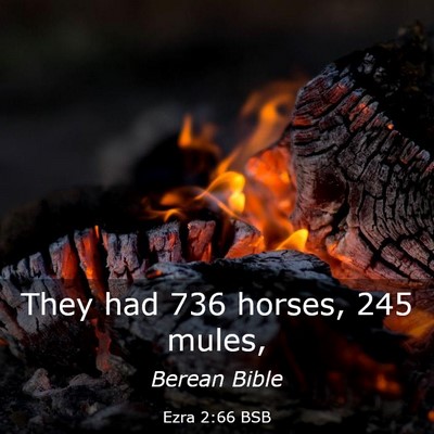 Picture 03 - Ezra 2:66 BSB - They had 736 horses, 245 - Bible Verse Picture