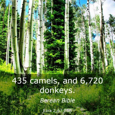 Picture 03 - Ezra 2:67 BSB - 435 camels, and 6,720 - Bible Verse Picture