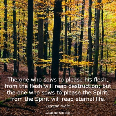 Picture 03 - Galatians 6:8 BSB - The one who sows to please his flesh, from the - Bible Verse Picture