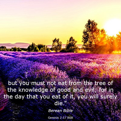 Picture 03 - Genesis 2:17 BSB - but you must not eat from the tree of the - Bible Verse Picture
