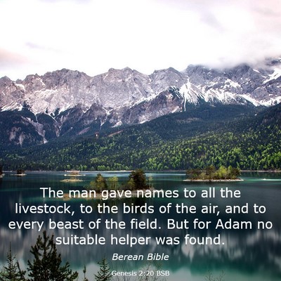 Picture 03 - Genesis 2:20 BSB - The man gave names to all the livestock, to the - Bible Verse Picture