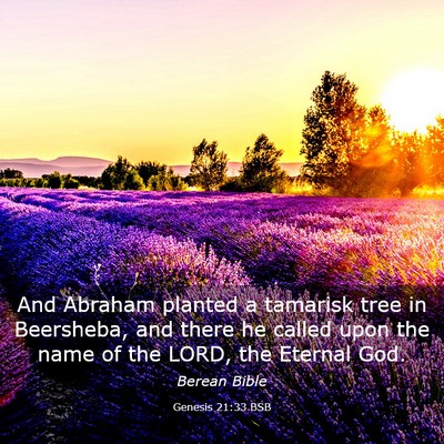 Picture 03 - Genesis 21:33 BSB - And Abraham planted a tamarisk tree in Beersheba, - Bible Verse Picture