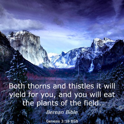 Picture 03 - Genesis 3:18 BSB - Both thorns and thistles it will yield for you, - Bible Verse Picture