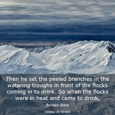 Picture 03 - Genesis 30:38 BSB - Then he set the peeled branches in the watering - Bible Verse Picture
