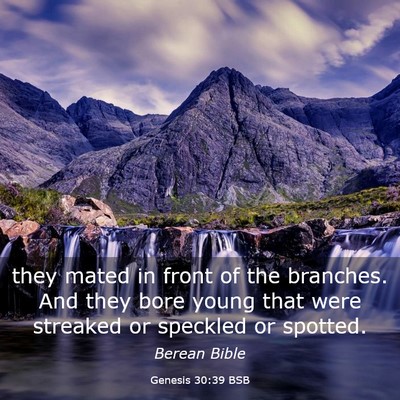 Picture 03 - Genesis 30:39 BSB - they mated in front of the branches. And they - Bible Verse Picture