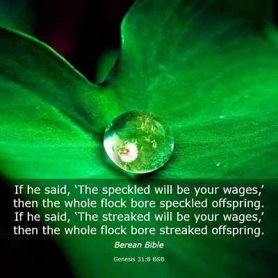 Picture 03 - Genesis 31:8 BSB - If he said, ‘The speckled will be your - Bible Verse Picture