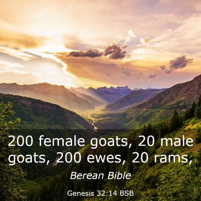 Picture 03 - Genesis 32:14 BSB - 200 female goats, 20 male goats, 200 ewes, 20 - Bible Verse Picture
