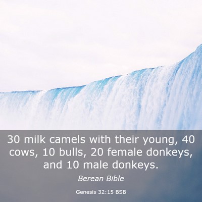Picture 03 - Genesis 32:15 BSB - 30 milk camels with their young, 40 cows, 10 - Bible Verse Picture