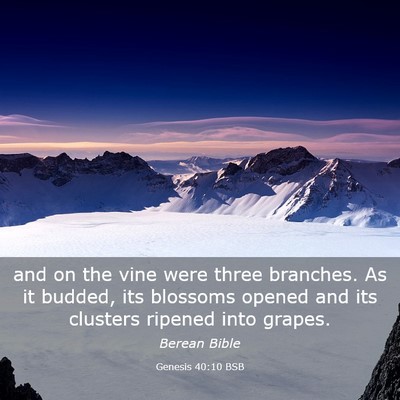 Picture 03 - Genesis 40:10 BSB - and on the vine were three branches. As it - Bible Verse Picture