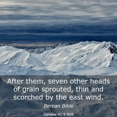 Picture 03 - Genesis 41:6 BSB - After them, seven other heads of grain sprouted, - Bible Verse Picture
