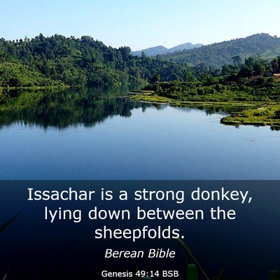 Picture 03 - Genesis 49:14 BSB - Issachar is a strong donkey, lying down between - Bible Verse Picture