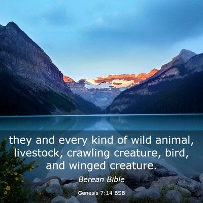 Picture 03 - Genesis 7:14 BSB - they and every kind of wild animal, livestock, - Bible Verse Picture