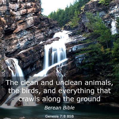 Picture 03 - Genesis 7:8 BSB - The clean and unclean animals, the birds, and - Bible Verse Picture