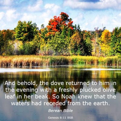 Picture 03 - Genesis 8:11 BSB - And behold, the dove returned to him in the - Bible Verse Picture