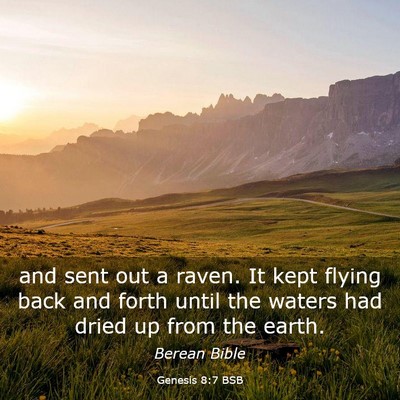 Picture 03 - Genesis 8:7 BSB - and sent out a raven. It kept flying back and - Bible Verse Picture