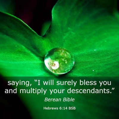 Picture 03 - Hebrews 6:14 BSB - saying, “I will surely bless you and multiply - Bible Verse Picture