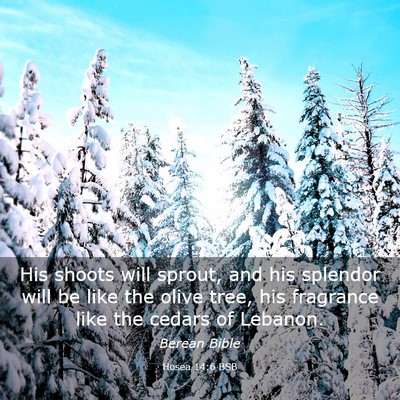 Picture 03 - Hosea 14:6 BSB - His shoots will sprout, and his splendor will be - Bible Verse Picture