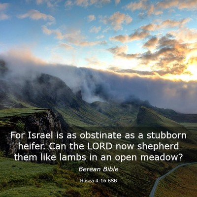 Picture 03 - Hosea 4:16 BSB - For Israel is as obstinate as a stubborn heifer. - Bible Verse Picture