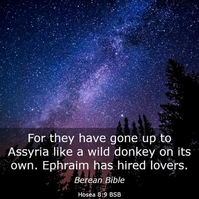 Picture 03 - Hosea 8:9 BSB - For they have gone up to Assyria like a wild - Bible Verse Picture