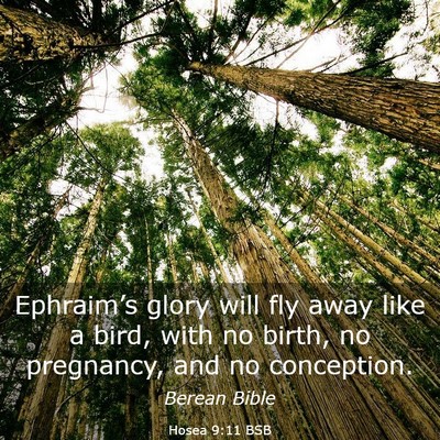 Picture 03 - Hosea 9:11 BSB - Ephraim’s glory will fly away like a bird, with - Bible Verse Picture