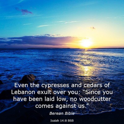 Picture 03 - Isaiah 14:8 BSB - Even the cypresses and cedars of Lebanon exult - Bible Verse Picture