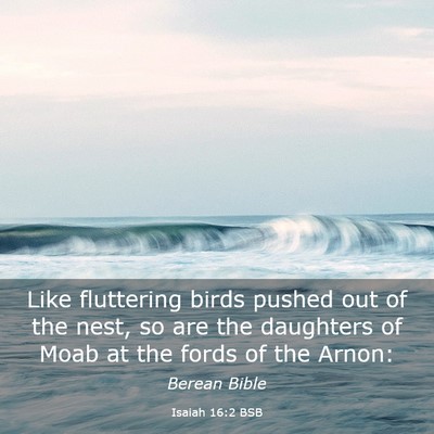 Picture 03 - Isaiah 16:2 BSB - Like fluttering birds pushed out of the nest, so - Bible Verse Picture
